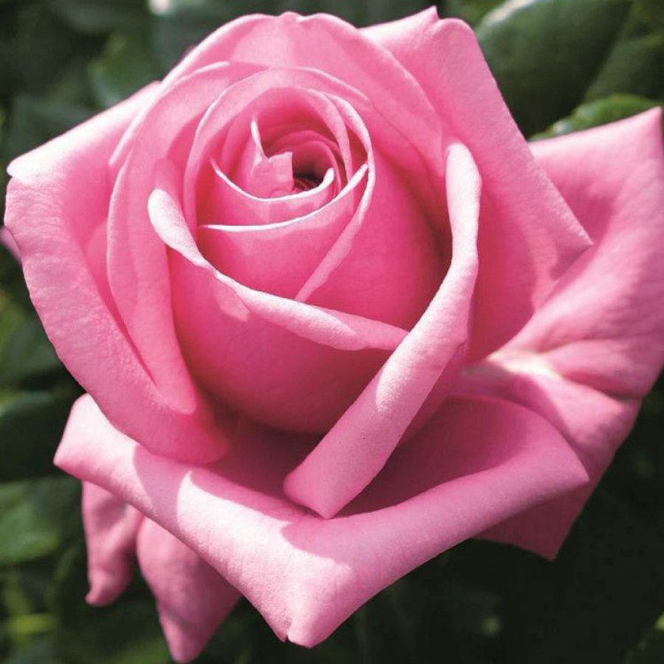 Роза чайно-гибридная Этерна (Rose Hybrid Tea Eterna)