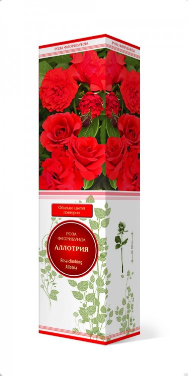 Роза флорибунда Аллотрия (Rose floribunda Allotria)