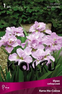 Ирис сибирский Кита-Но-Сейдза (Iris sibirika Kita-No-Seiza)