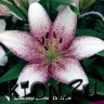 Лилия ЛА гибрид Свит Дзаника (Lilium LA-hybrid Sweet Zanica)