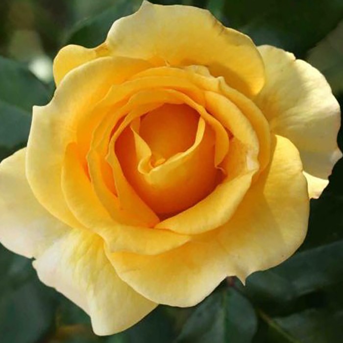 Роза флорибунда Голд Банни (Rose floribunda Gold Bunny)