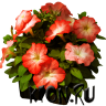 Рассада Петуния мультифлора (Petunia multiflora) в ассортименте 6 шт