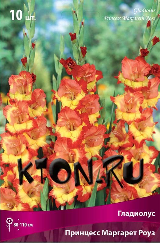 Lukovicy Gladiolusa Princess Margaret Rouz Kupit V Internet Magazine Kton