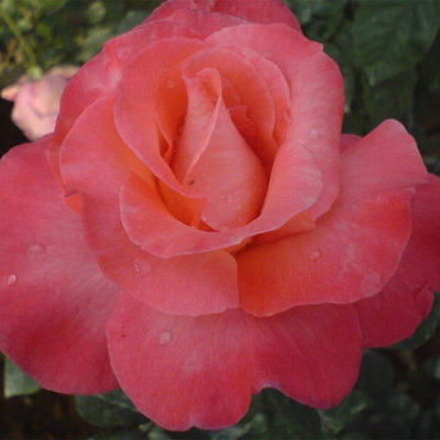 cveti-roza-kortuna.jpg