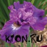 Ирис сибирский Роузи Бауз (Iris sibirika Rosy Bows)