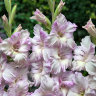 lukovichnie-Gladiolus-Lady-Jane.jpg