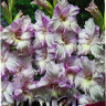gladiolus-ledi-dghein.jpg
