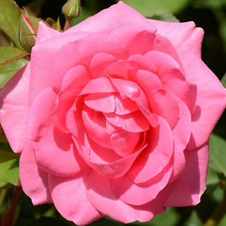 Роза флорибунда Маджента Диадем (Rose floribunda Magenta Diadem)