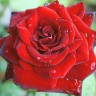 Роза флорибунда Николо Паганини (Rose floribunda Niccolo Paganini)