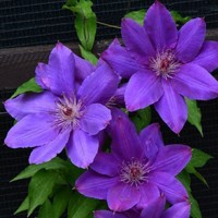 Клематис Габриэль Нарутович (Clematis Gabriel Narutowicz) Клематис Габриэль Нарутович (Clematis Gabriel Narutowicz)