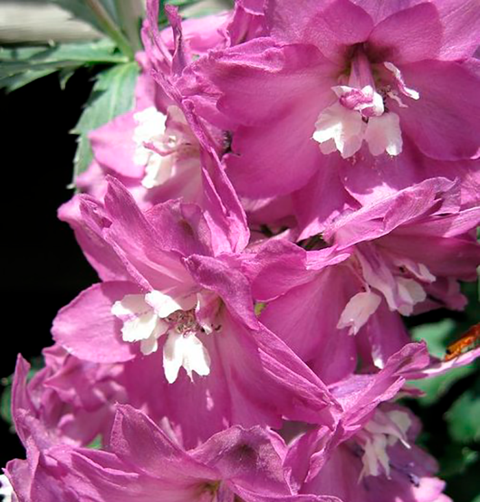 Дельфиниум гибридный Мэджик Фонтейн Лилак Пинк Вайт Би (Delphinium Magic Fountain Lilac Pink White Bee)