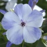 Флокс метельчатый Флэйм Блу (Phlox paniculata Flame Blue)