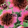 Георгина анемоновидная Фантом (Dahlia anemoneflowering Phantom)