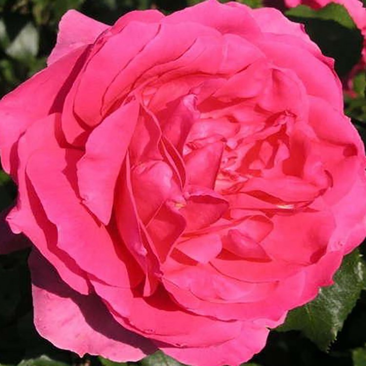 Роза плетистая Парад (Rose Climbing Parade)