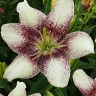 Лилия азиатская Изи Спот (Lilium asiatic Easy Spot)