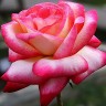 Роза плетистая Рина Херхолд (Rose Climbing Rina Herholdt)