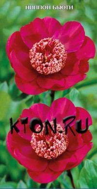 Пион Ниппон Бьюти (Paeonia Nippon Beauty)