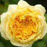 Роза парковая Голден Зест (Park rose Golden Zest)
