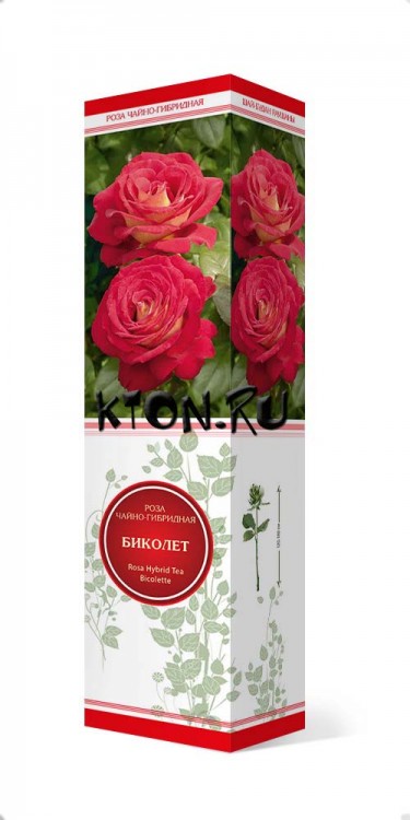 Роза чайно-гибридная Биколет (Rose Hybrid Tea Ambassador)