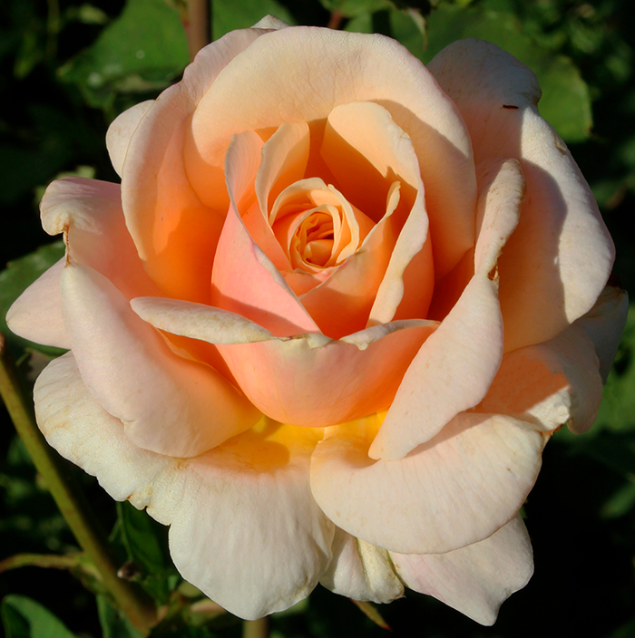 Роза чайно-гибридная Даймонд Джубили (Rose Hybrid Tea Diamond Jubilee)