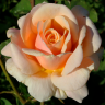 Роза чайно-гибридная Даймонд Джубили (Rose Hybrid Tea Diamond Jubilee)