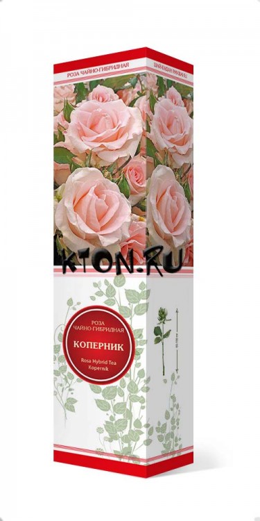 Роза чайно-гибридная Коперник (Rose Hybrid Tea Kopernik) 