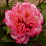 Роза чайно-гибридная Диз (Rose Hybrid Tea Deesse)