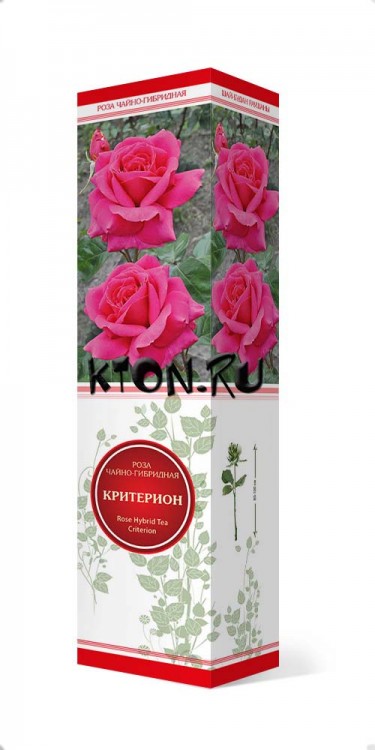 Роза чайно-гибридная Критерион (Rose Hybrid Tea Criterion) 