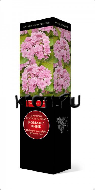 Гортензия крупнолистовая Романс Пинк (Hydrangea macrophylla Romanc Pink)