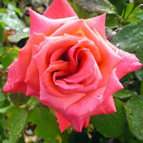 Роза чайно-гибридная Мисчиф (Rose Hybrid Tea Mischief)