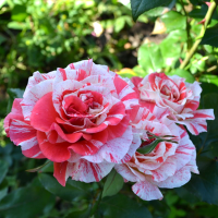 Роза чайно-гибридная Филателия (Rose Hybrid Tea Philatelie)