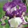 Ирис бородатый Биг Бразер (Iris germanica Big Brother)