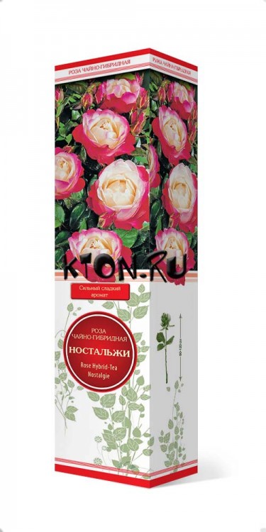 Роза чайно-гибридная Ностальжи (Rose Hybrid Tea Nostalgie)