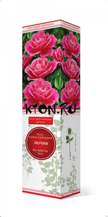 Роза чайно-гибридная Лючия (Rose Hybrid Tea Lucia) 