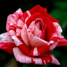 Роза чайно-гибридная Пападжино (Rose Hybrid Tea Papageno)