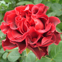 Роза чайно-гибридная Эль Торо (Rose Hybrid Tea El Toro)