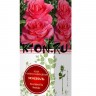Роза чайно-гибридная Мондиаль (Rose Hybrid Tea Mondiale)