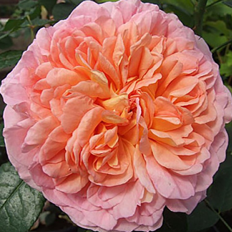 Роза парковая английская Абрахам Дерби (Park English rose Abraham Darby)