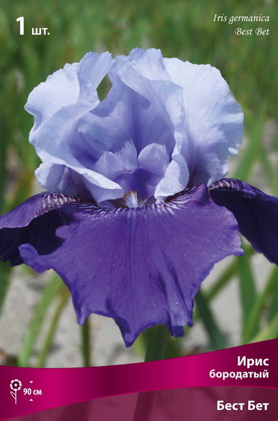 cveti-Iris-germanyca-best-bet.jpg