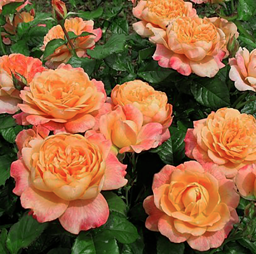 Роза чайно-гибридная Самаритен (Rose Hybrid Tea Samaritan)