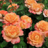 Роза чайно-гибридная Самаритен (Rose Hybrid Tea Samaritan)