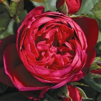 Роза чайно-гибридная Аскот (Rose Hybrid Tea Ascot)