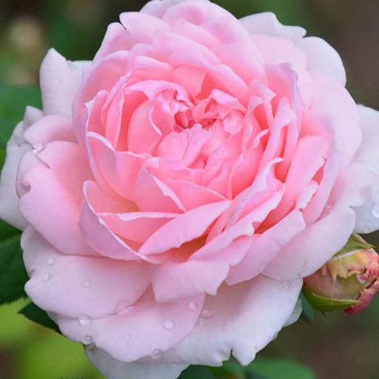 Роза парковая английская Эглантин (Park English rose Eglantyne)