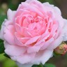 Роза парковая английская Эглантин (Park English rose Eglantyne)