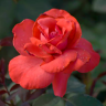 Роза чайно-гибридная Саммэ Холлидэй (Rose Hybrid Tea Summer Holiday)