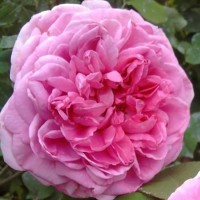 Роза парковая английская Гертруда Джекилл (Park English rose Gertrude Jekyll)
