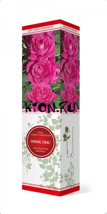 Роза чайно-гибридная Пинк Пис (Rose Hybrid Tea Pink Peace)