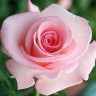 Роза чайно-гибридная Фламинго (Rose Hybrid Tea Flamingo)