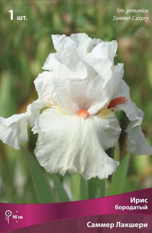 Ирис бородатый Саммер Лакшери (Iris germanica Summer Lakshery)