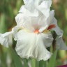Ирис бородатый Саммер Лакшери (Iris germanica Summer Lakshery)